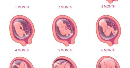 Rozwój płodu - okresy życia prenatalnego, rozwój płodu w poszczególnych miesiącach