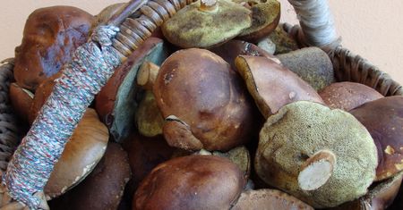 Poradnik grzybiarza. Pod jakimi drzewami rosną najlepsze gatunki?