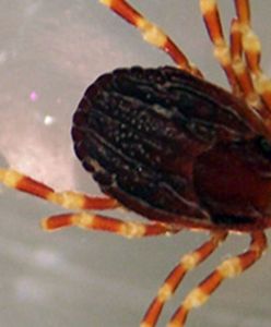 Przerażające wiadomości z Cambridge. Gigantyczne kleszcze już są w Europie. Lada moment mogą być w Polsce