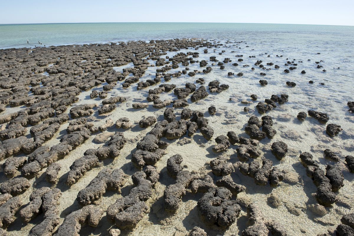 Stromatolity w Australii - zdjęcie poglądowe