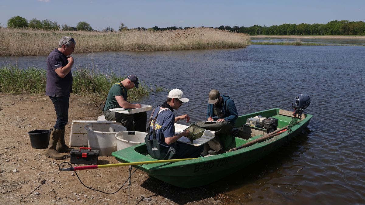LEBUS, GERMANY - MAY 12: Field researchers from the Leibnitz Institute for Freshwater Ecology and Inland Fisheries (IGB), including team leader Christian Wolter (L), measure and record the lengths of different kinds of fish they caught and will release back into the Oder River on May 12, 2023 near Lebus, Germany. The data collection is part of efforts to assess how well the river is recovering from the catastrophic mass fish die-off of last year. High temperatures, low river levels and salt likely dumped from industry upriver in Poland combined to create a toxic algae bloom that released a toxin killing a huge number of fish in the river's worst environmental disaster ever. Scientists are cautiously optimistic, noting that while current quantities of fish in the river are well below average, the high precipitation of recent months led to favourable spawning conditions and initial results. (Photo by Sean Gallup/Getty Images)