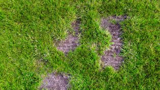 Zmień nawóz w sierpniu. Wiosną unikniesz łysych placków na trawniku