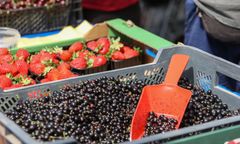 Ceny porzeczek szaleją. To dopiero początek