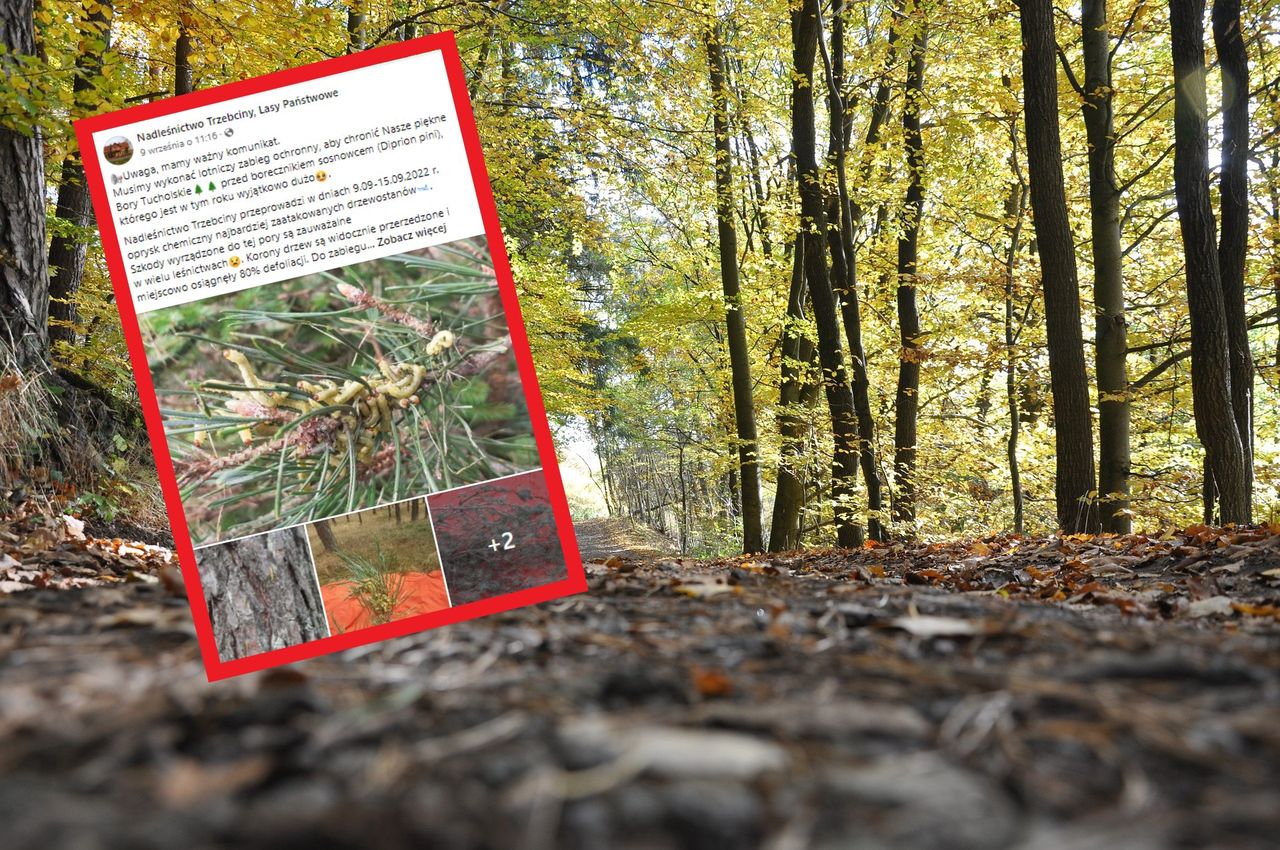 Zakaz wstępu do lasu. Nadleśnictwa wskazują winowajcę. To Borecznik sosnowiec