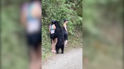 ''Przyjacielski'' niedźwiedź. Chciał zapoznać się z turystką
