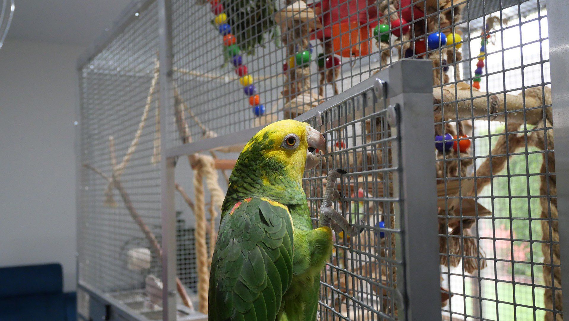 Papuga, która mówi. Poznajcie Romka