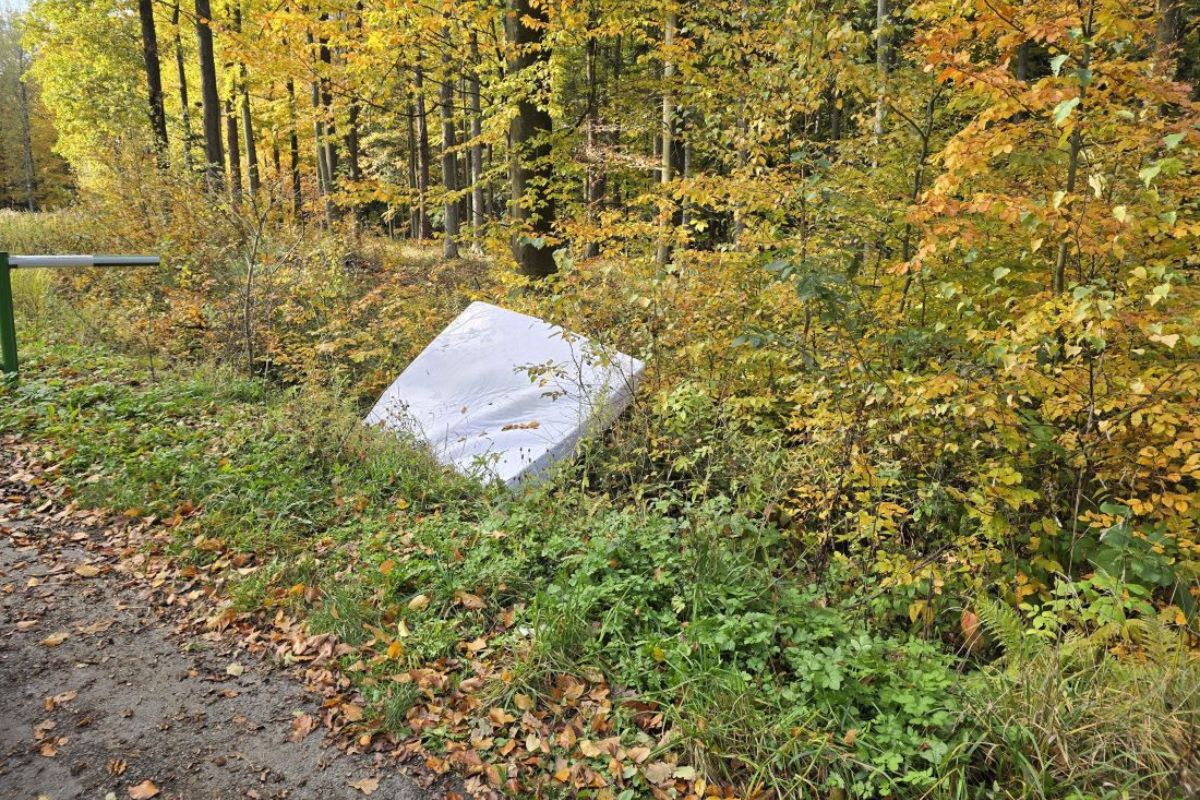 Podleśniczy wszedł do lasu. Oto, co na niego czekało