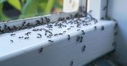 Masz dość mrówek? Specjaliści radzą, jak się ich pozbyć