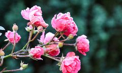 Takiego grudnia dawno nie było. Niecodzienna sytuacja w pogodzie