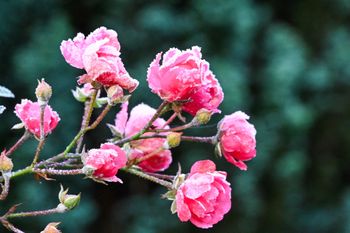 Takiego grudnia dawno nie było. Niecodzienna sytuacja w pogodzie