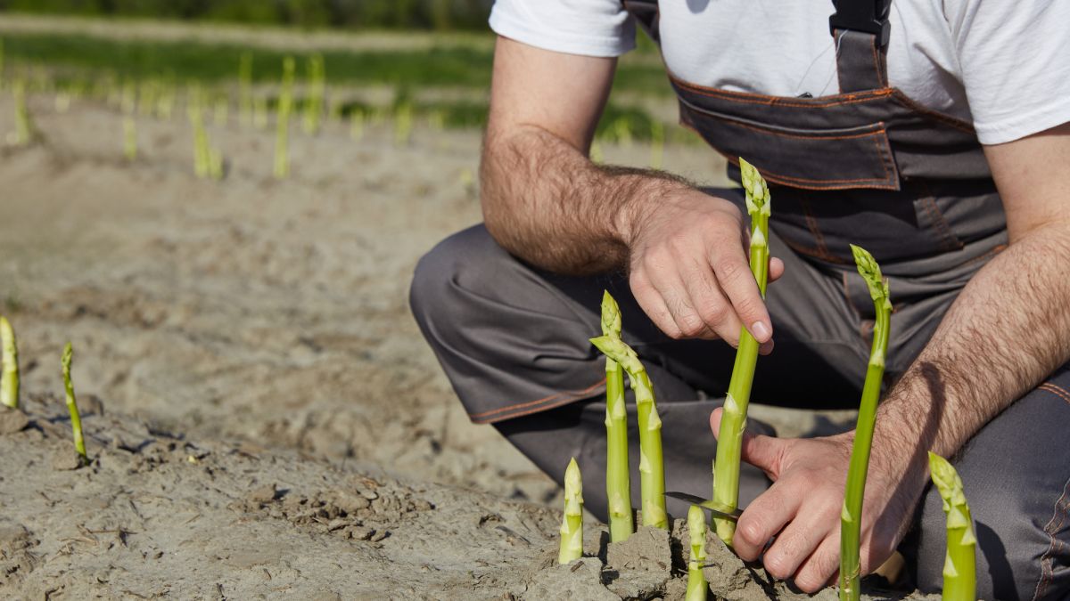Niemcy nie chcą pracować na plantacjach