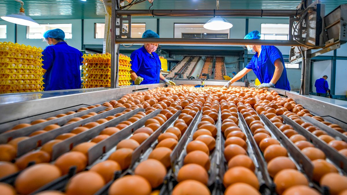 KE nałoży cła na import jaj z Ukrainy. Zdj. ilustracyjne