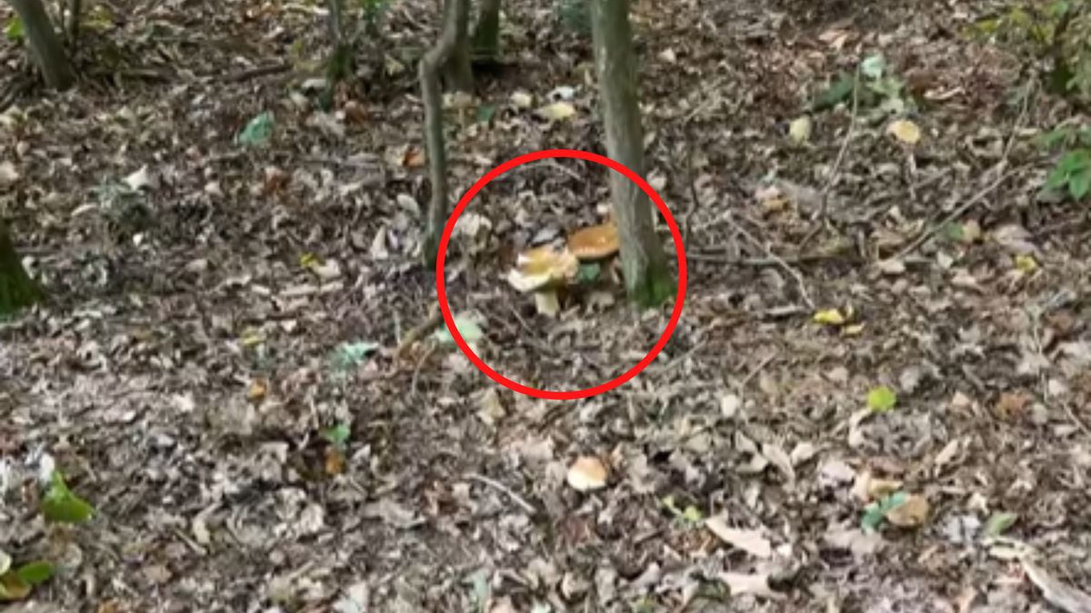 Pokazał nagranie z lasu. Mnóstwo borowików.