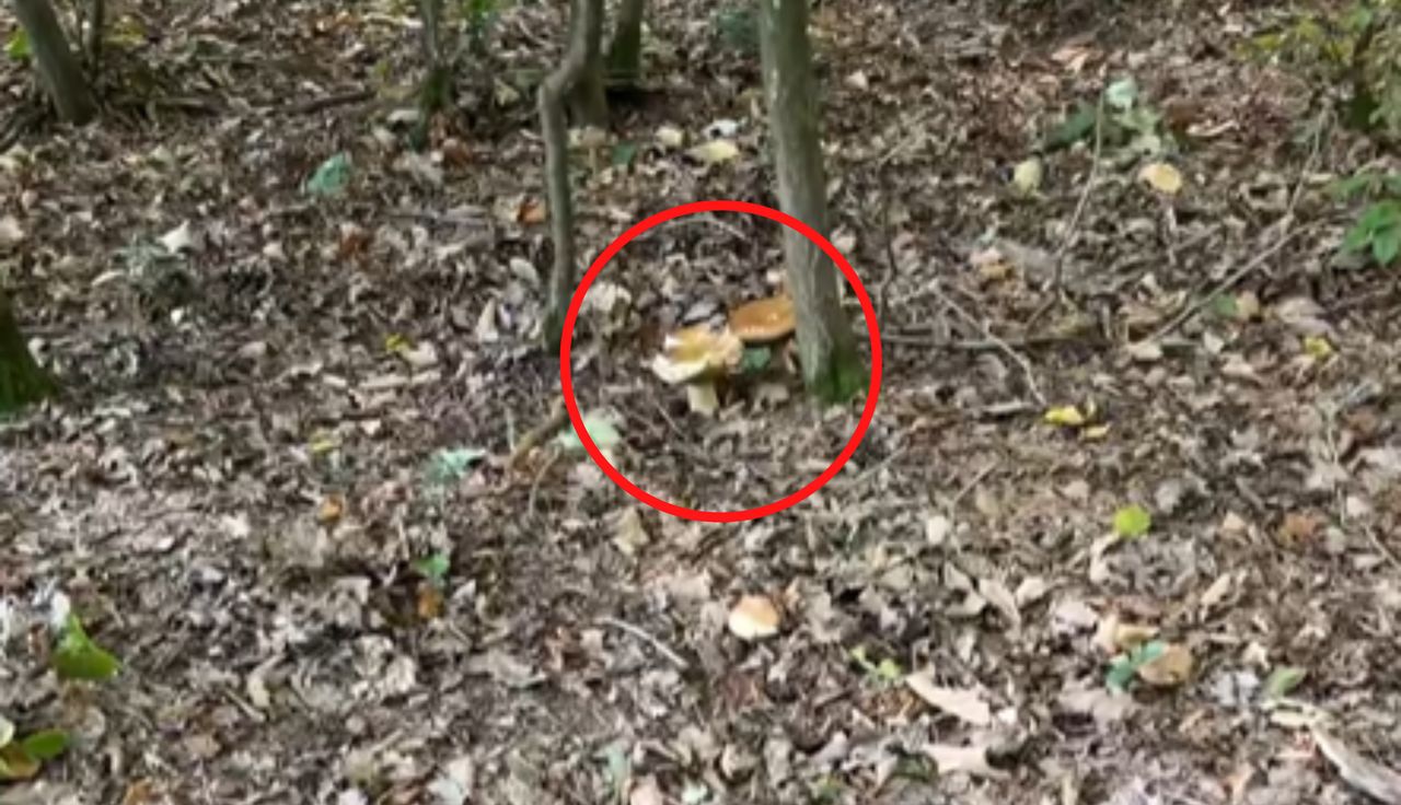 Ujęcia z lasu. Aż złapał za telefon. Rosną jak szalone