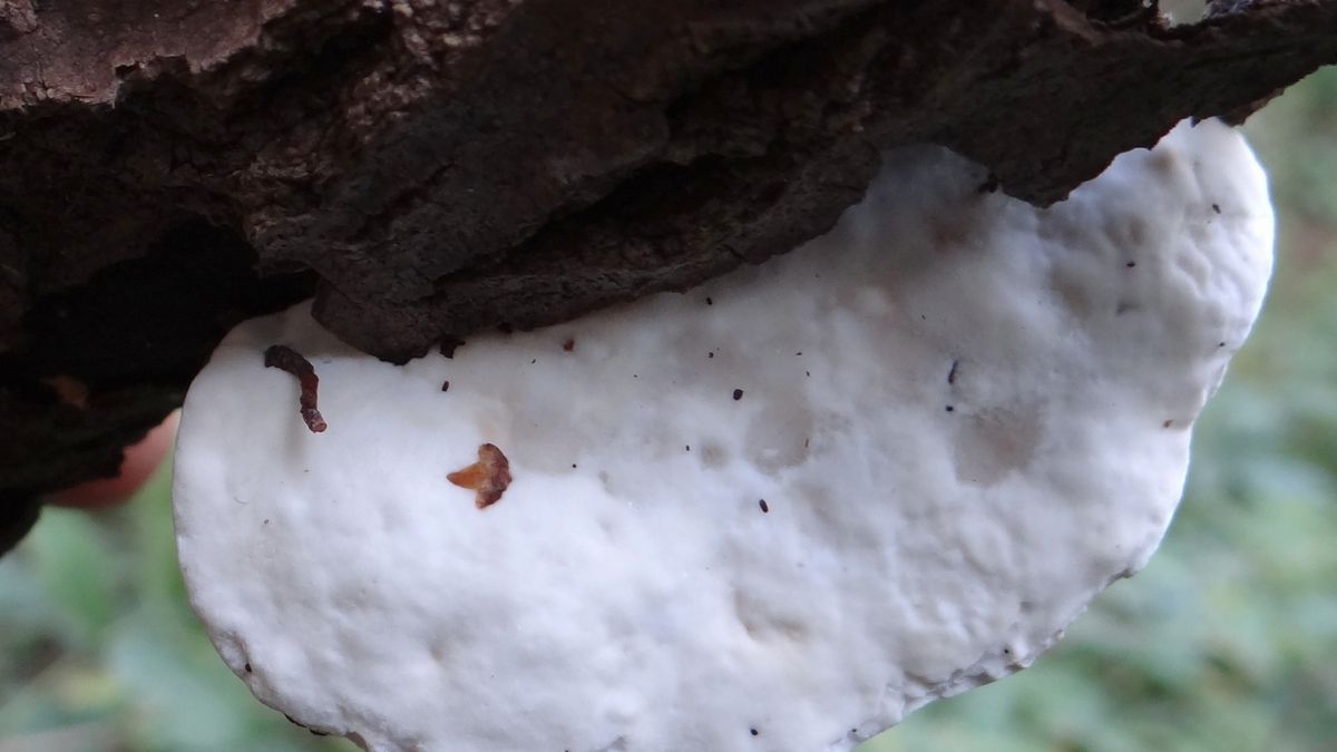 Najbardziej gorzki grzyb świata rośnie w polskich lasach