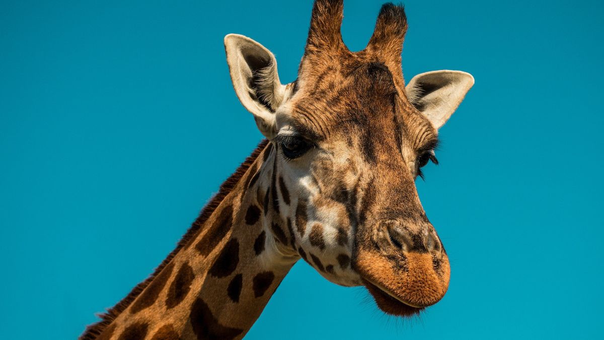 Dramat w zoo. Zmarła żyrafa