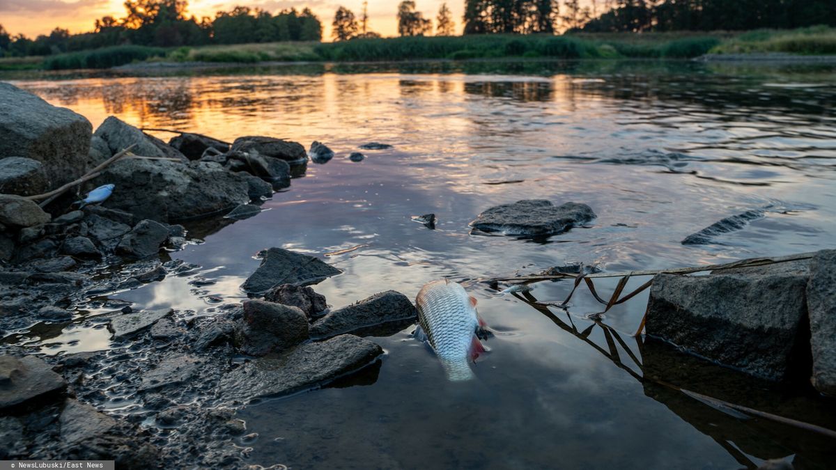 Śnięte ryby w Odrze. Woda w rzece jest zanieczyszczona