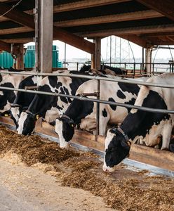 Nie zapłacił za bydło, zalega na 6 mln zł. "Nie mamy za co żyć"