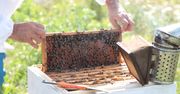 Jeden ul to już pasieka. To trzeba zgłosić do inspektoratu weterynarii