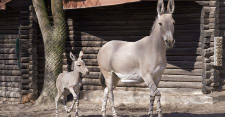Nowa mieszkanka ZOO Płock – urocza ośliczka już zachwyca odwiedzających