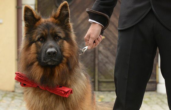 1,42 mln widzów serialu „Komisarz Alex 13”. TVP1 stacją trzeciego wyboru