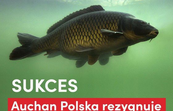 Auchan Polska wycofuje ze sprzedaży żywe karpie