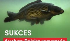 Auchan Polska wycofuje ze sprzedaży żywe karpie