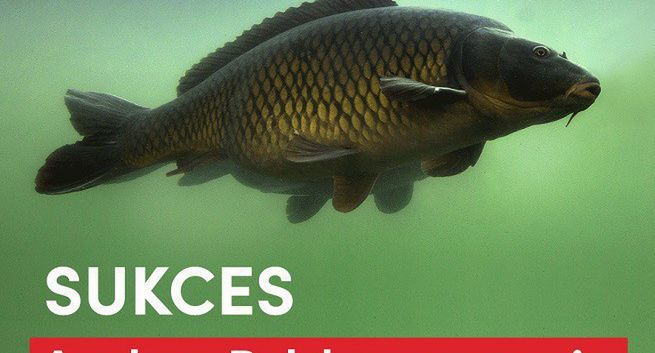 Auchan Polska wycofuje ze sprzedaży żywe karpie