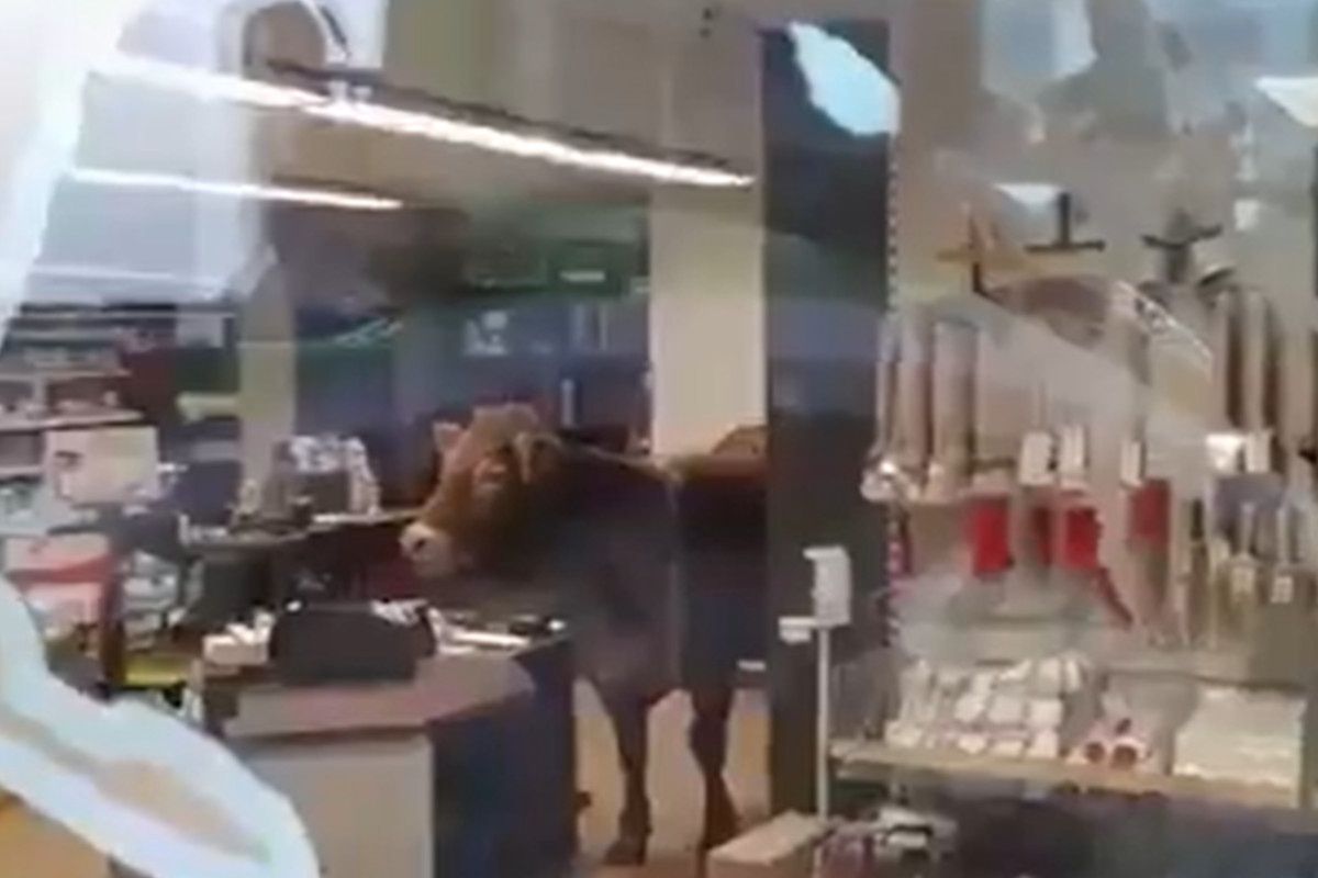 Niespodziewany gość w sklepie. W środku pojawiła się zagubiona krowa