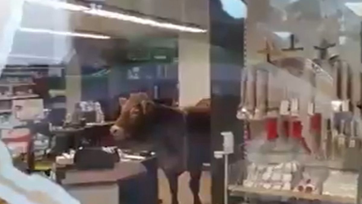 Krowa weszła do sklepu w Niemczech