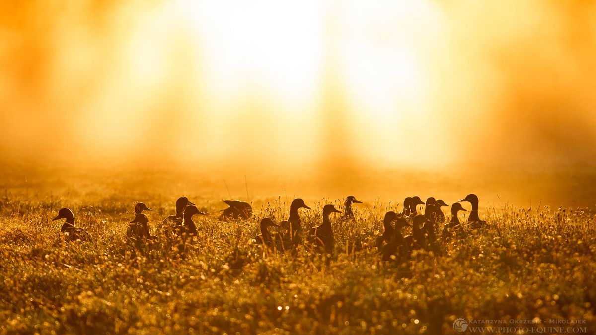 Piękne światło, wolność i radość – to wszystko ujęła Katarzyna Okrzesik-Mikołajek 1