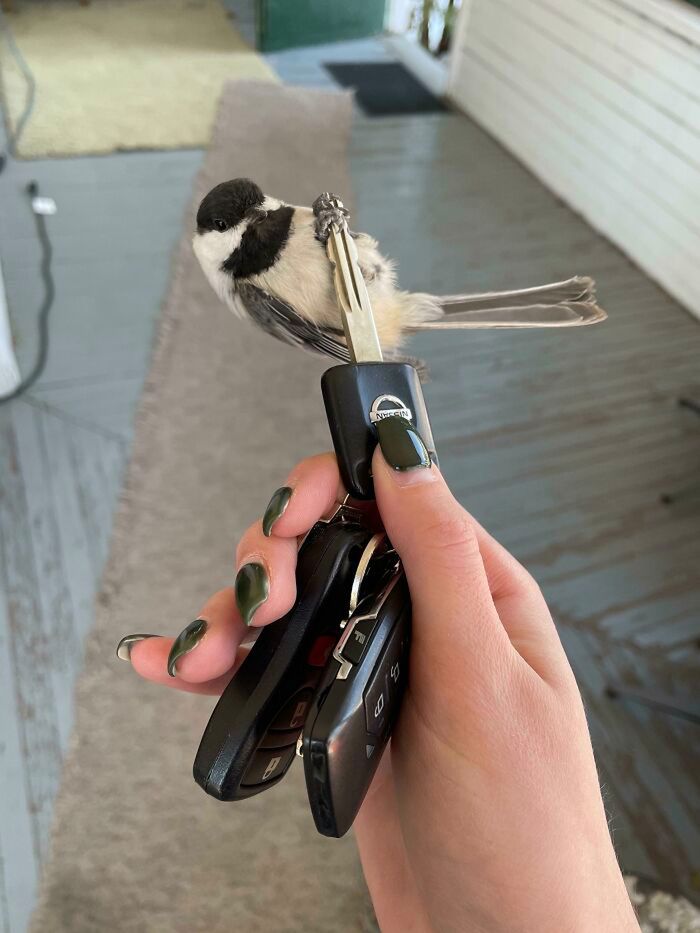 Ptak trzymający klucz od samochodu