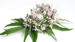 Kozłek lekarski - wygląd, właściwości, działanie i zastosowanie