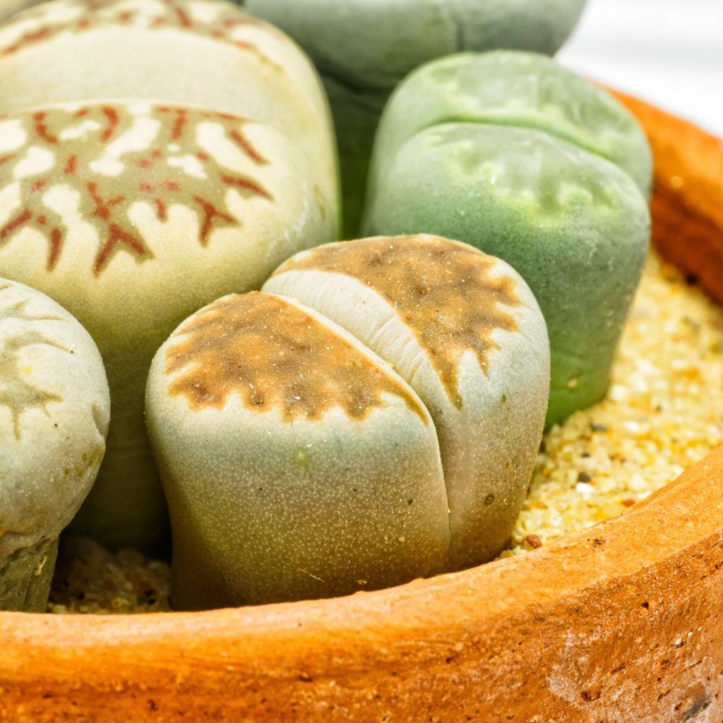 Lithops
