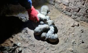 Dramatyczne odkrycie w starej cegielni. "Cała historia jest co najmniej dziwna"