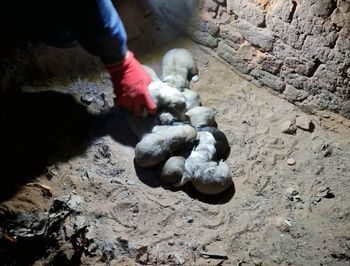 Dramatyczne odkrycie w starej cegielni. "Cała historia jest co najmniej dziwna"