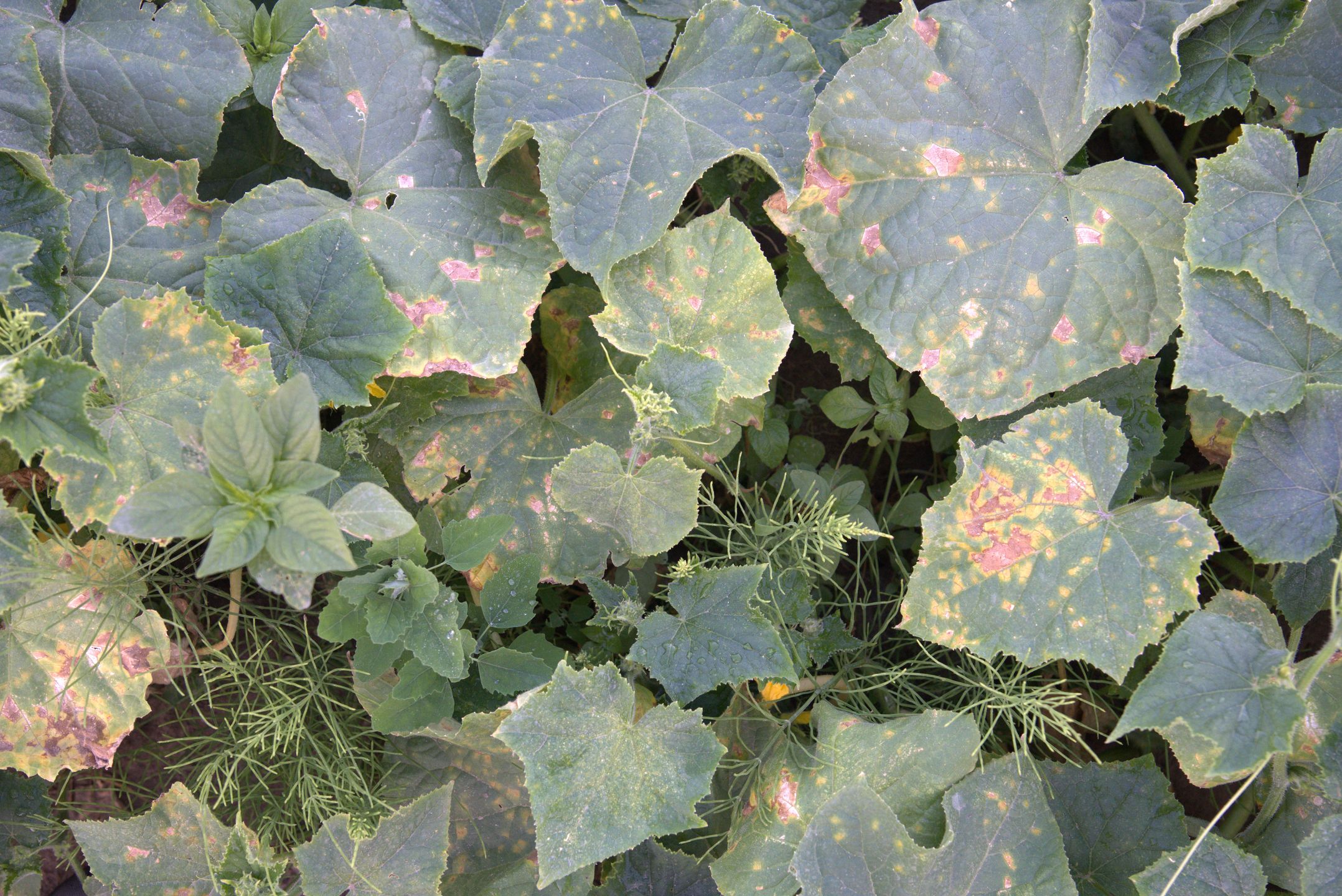 Mączniak rzekomy ogórka w różnych fazach rozwoju