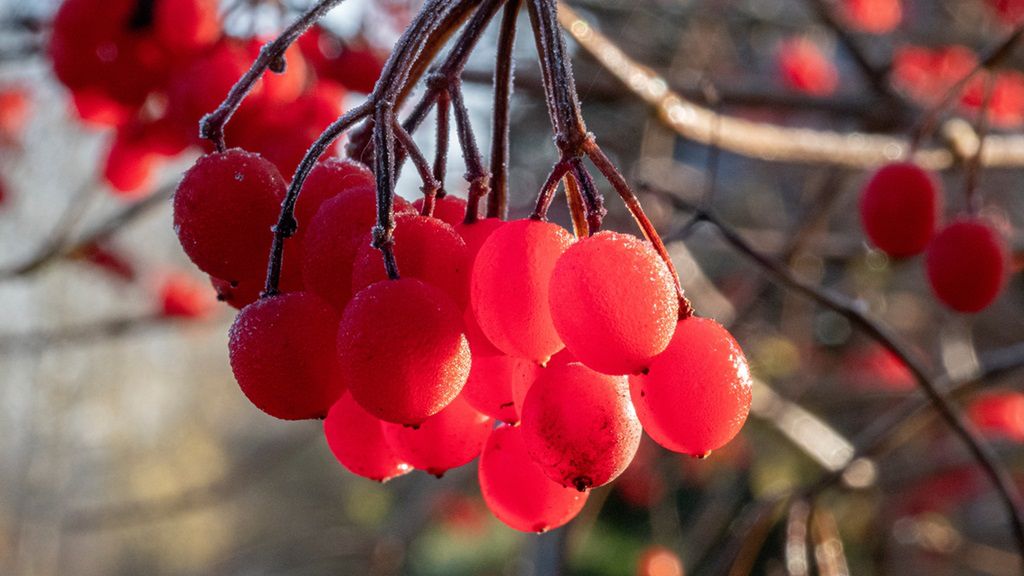 Owoce głogu zawierają mnóstwo cennych dla zdrowia witamin i związków mineralnych