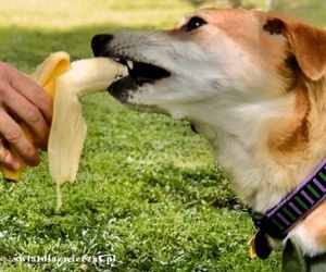 czy pies moze banana