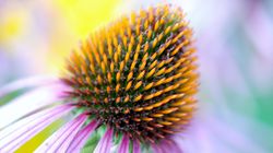 Echinacea - zastosowanie, działanie, wpływ na odporność, przeciwwskazania, preparaty