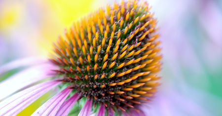Echinacea - zastosowanie, działanie, wpływ na odporność, przeciwwskazania, preparaty