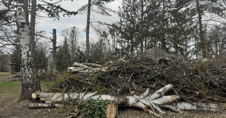 Wrocław. Dobry rozgardiasz dla przyrody. Nareszcie coś dla parkowych żyjątek