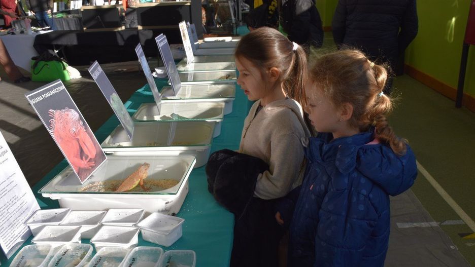 22.11.2025r. Egzotyczne pająki, kolorowe jaszczurki, węże, żaby, a także żółwie i wiele innych można podziwiać podczas Exoticarium - Targów Terrarystycznych, które przez cały weekend odbywają się w hali lekkoatletycznej Ośrodka Rehabilitacji i Rekreacji w Kaliszu