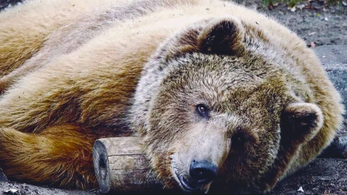 Te misie wywołały niemałe poruszenie. 