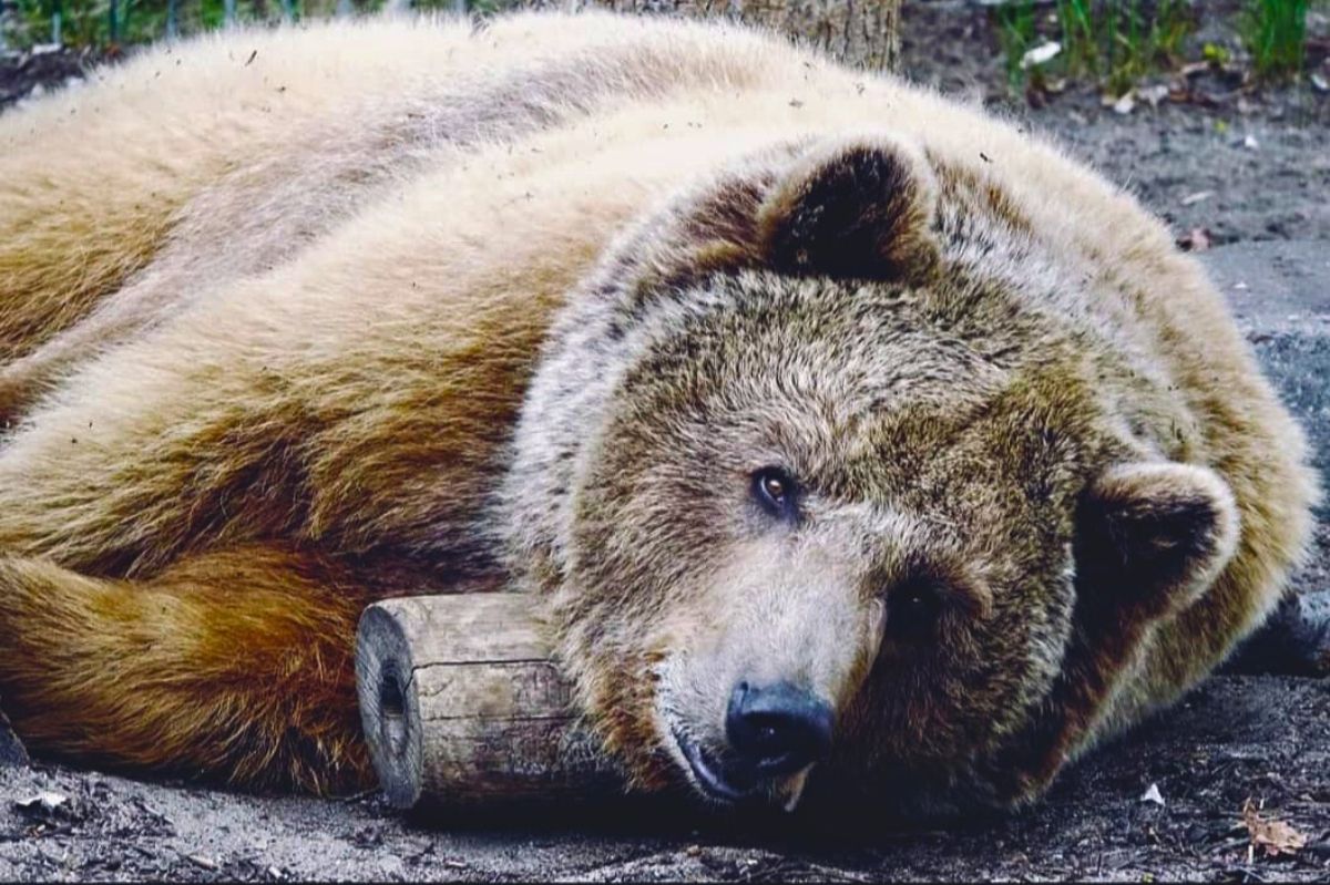 Niecodzienny przypadek w polskim zoo. Powinniśmy szykować się na srogą zimę