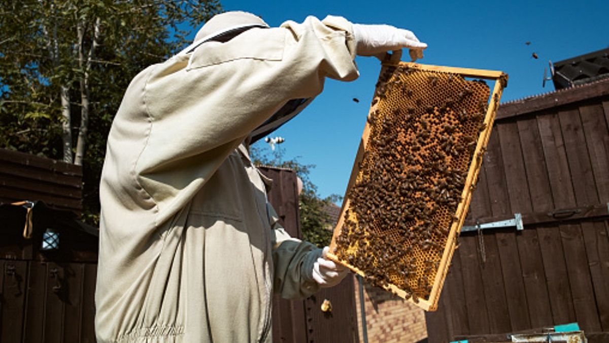 Tragedia w Teksasie. Pszczoły zaatakowały psy i grupę ludzi. Zwierzęta zostały brutalnie okaleczone