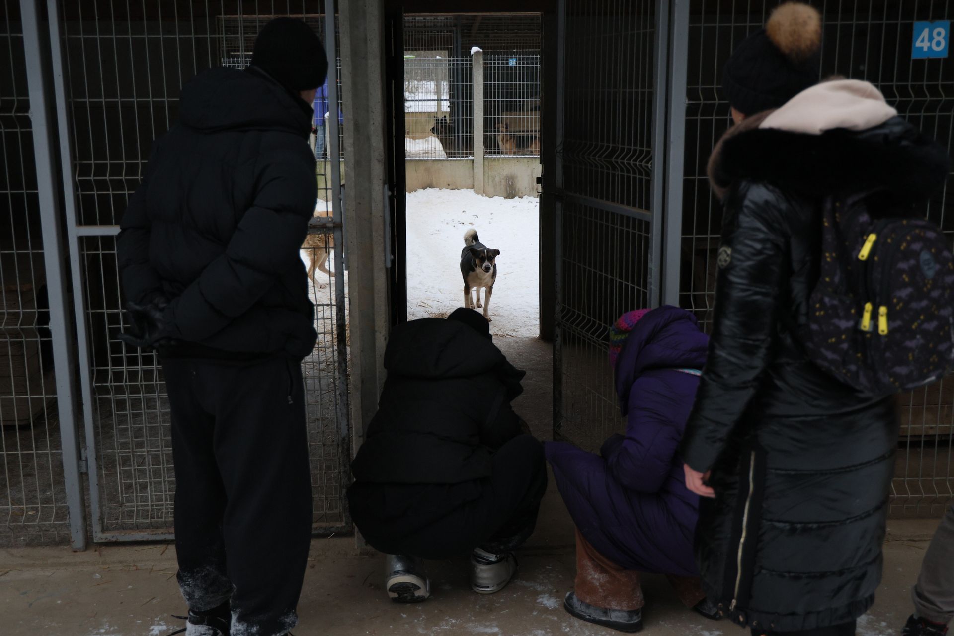 wiadomości,aktualności,WP Wiadomości Koszmarne schronisko w Sobolewie. Chaos i brak reakcji władz