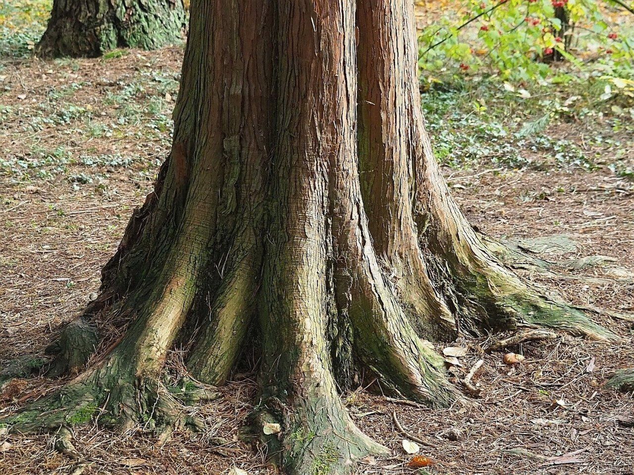Kolorowy zawrót głowy już w niedzielę w Arboretum w Rogowie