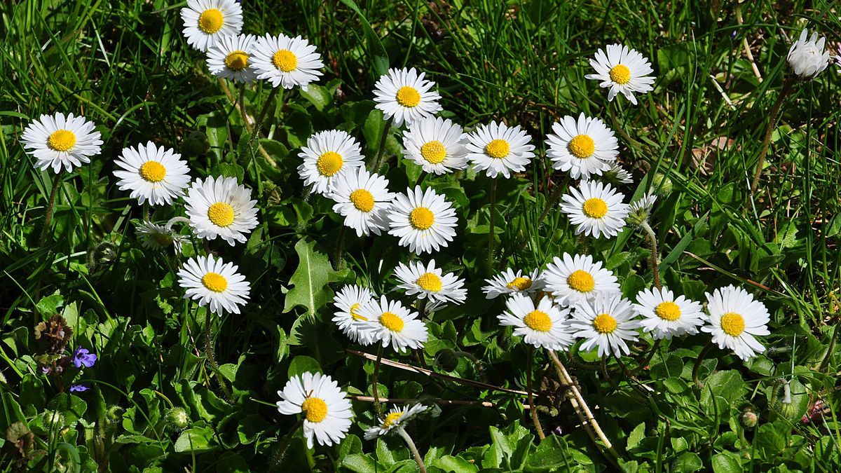 Zaczyna się sezon na te urocze kwiatki