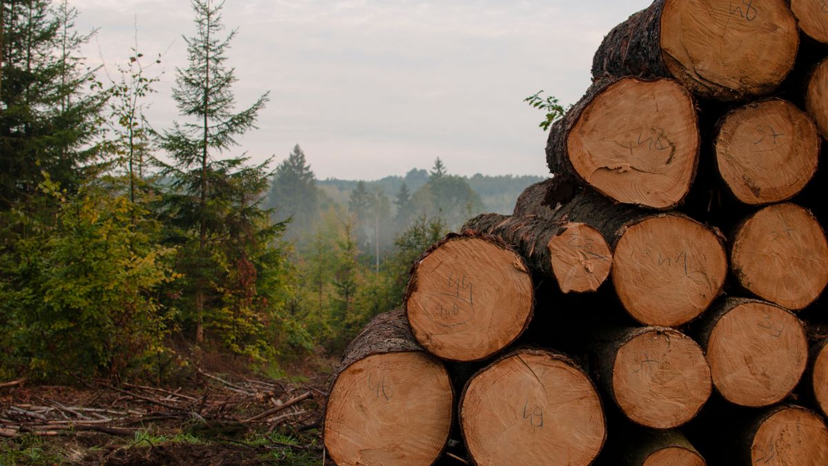 Posłanki KO zawiadamiają prokuraturę ws. konkursu Lasów Państwowych. LP odpowiadają